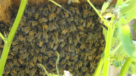 The Role of Magi Beans in Bee Hive Health and Sustainability